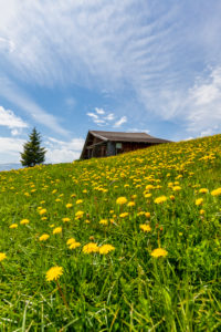 Alpe di Siusi - Seiser Alm, blooming meadows in spring and characteristic mountain barns, Dolomites, Kastelruth, South Tyrol, Italy Alpe di Siusi - Seiser Alm, blooming meadows in spring and characteristic mountain barns, Dolomites, Kastelruth, South Tyrol, Italy